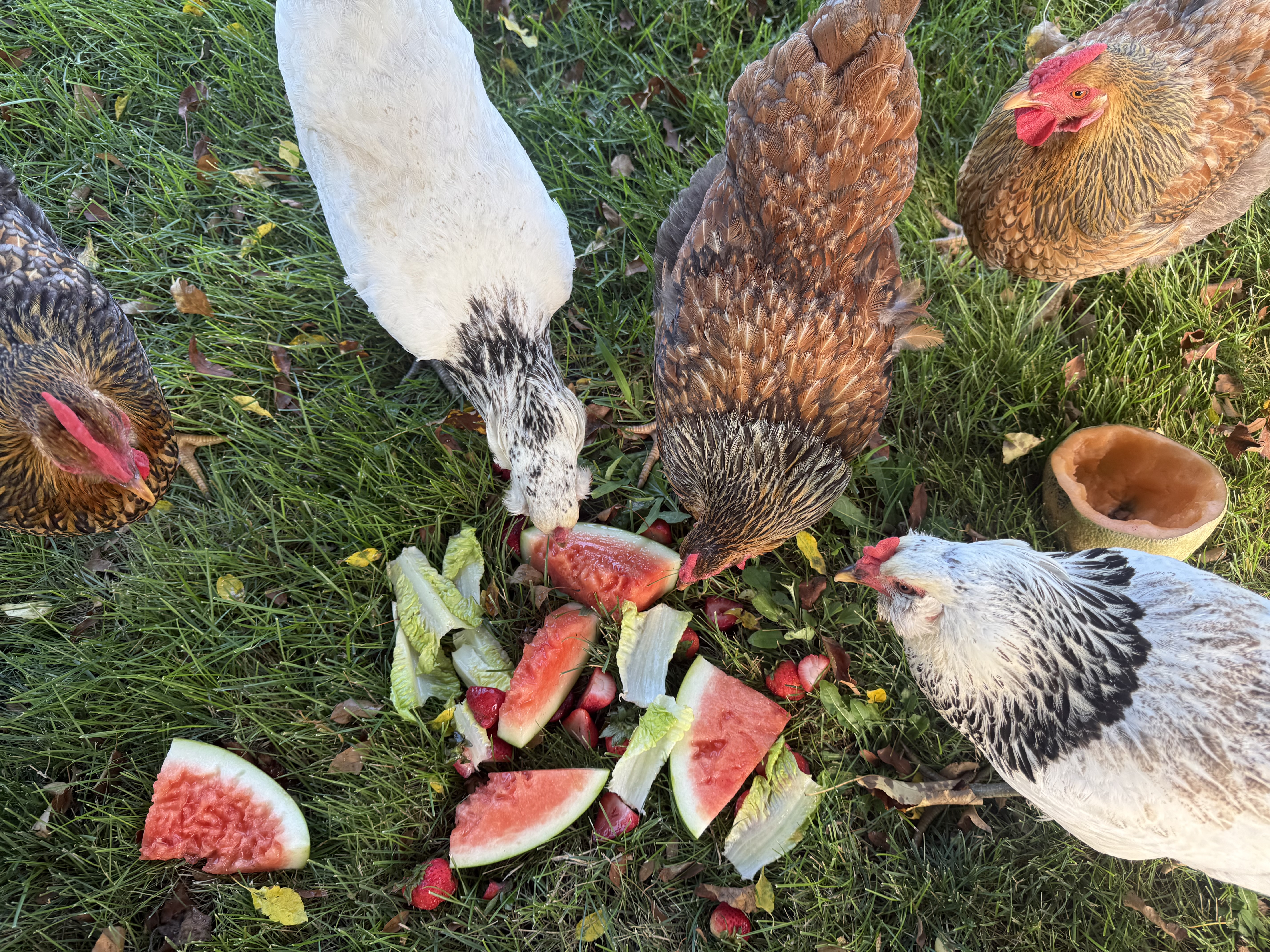 Chickens and other animals on the working farm