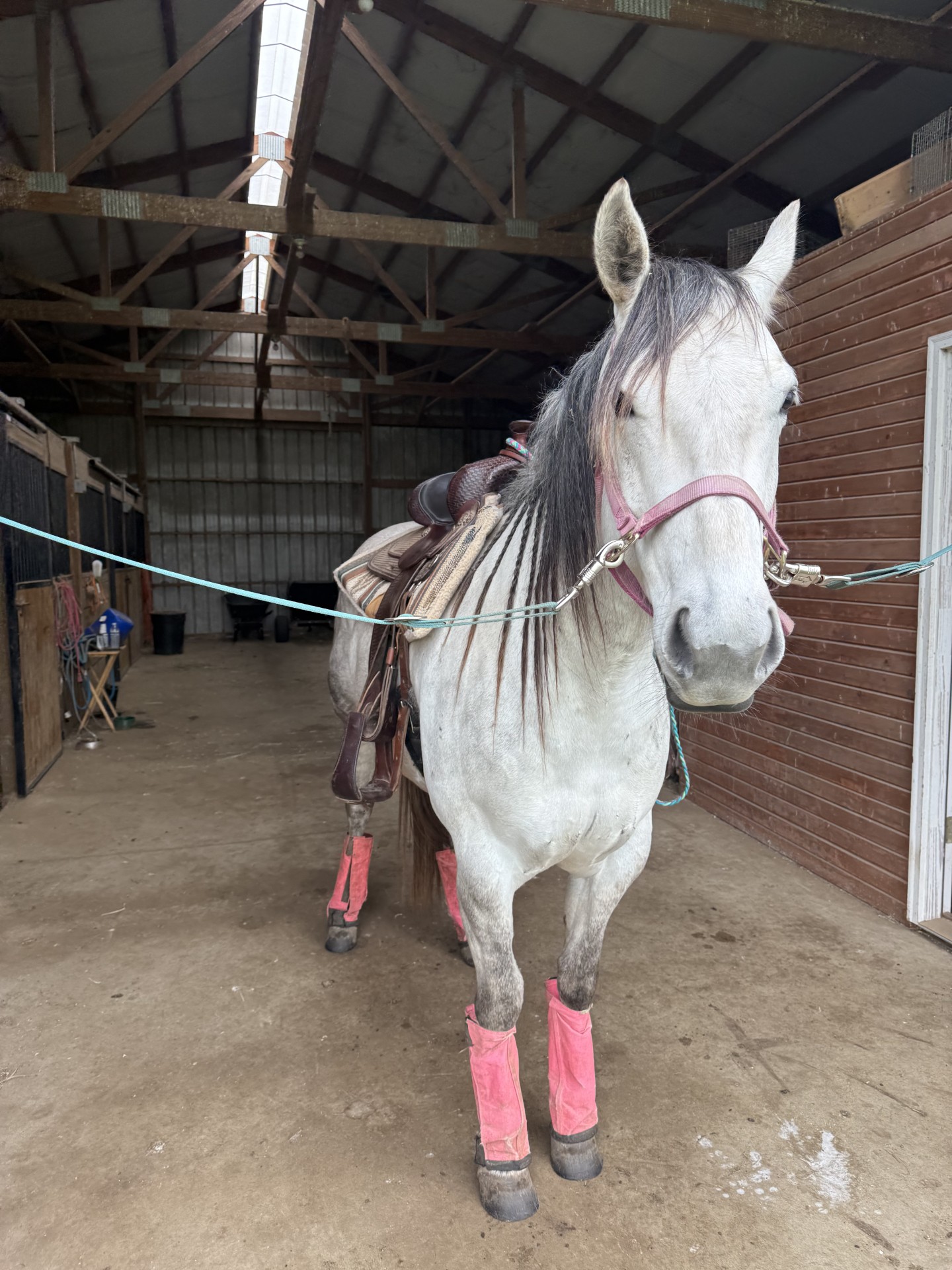 Dakota, our gray Quarter Horse mare, tacked up in the barn