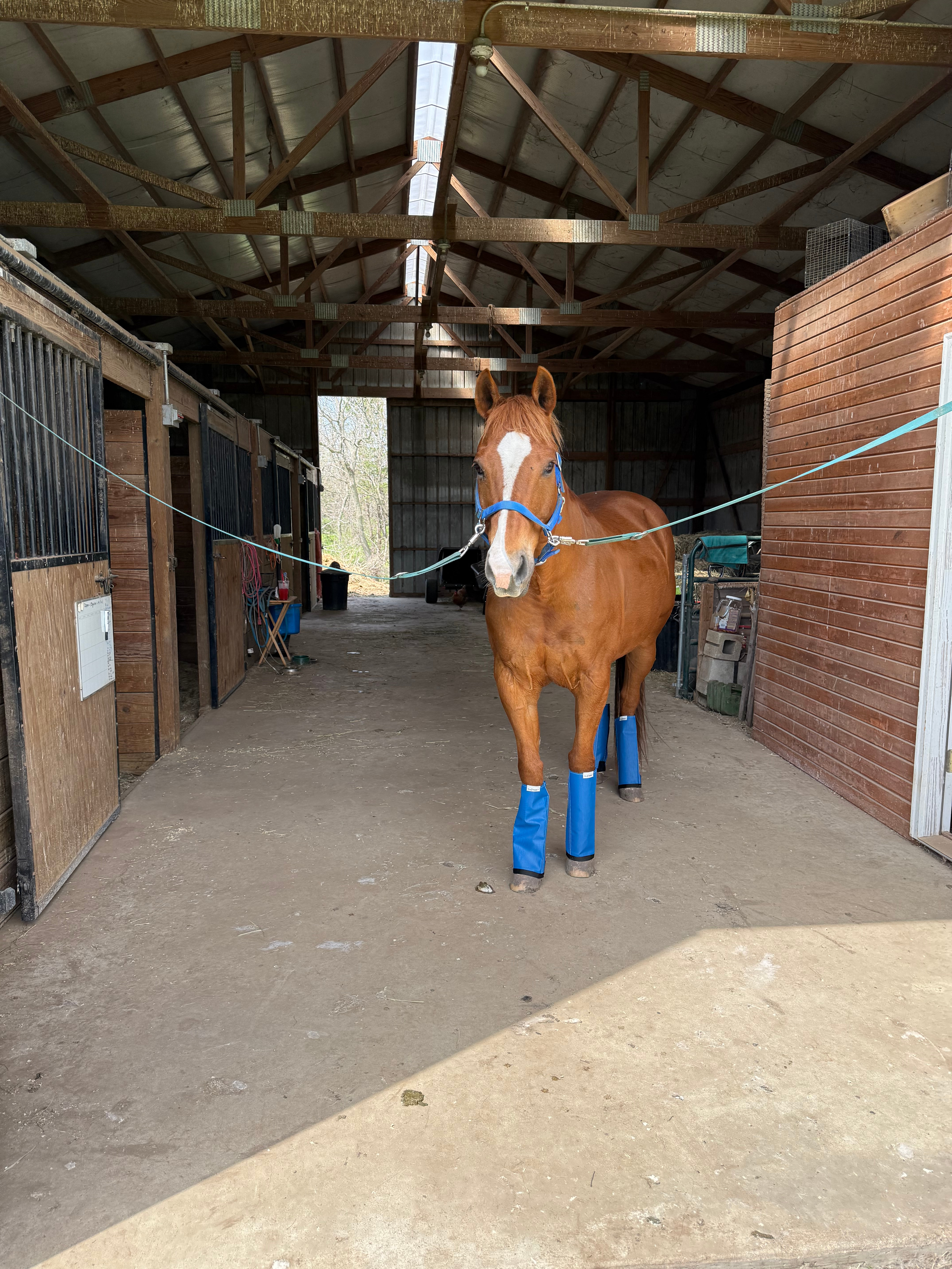 Copper, a gentle sorrel Quarter Horse gelding